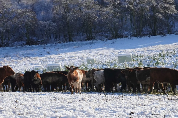 Monitor Farm programme presents practical options for forage crops and outwintering
