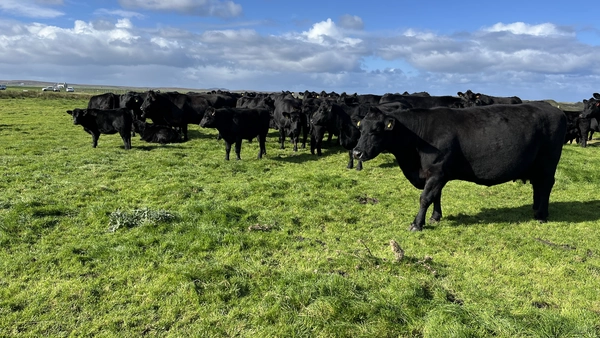 Monitor Farm Scotland and SAC Consulting launch free suckler calculator